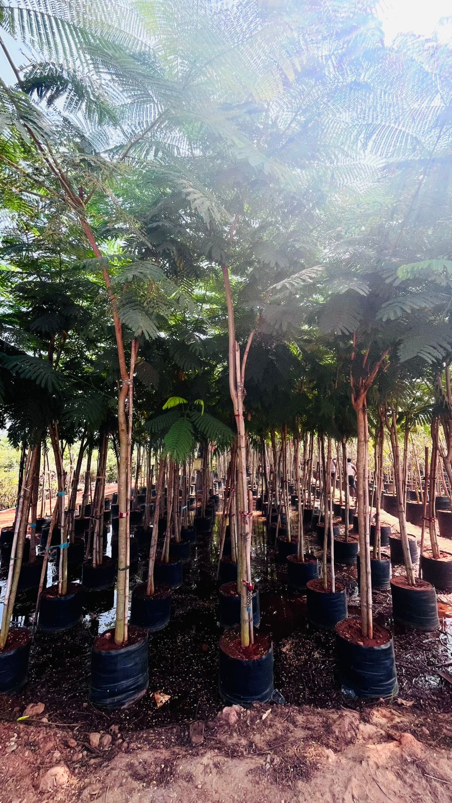 Avenue Plants Inventory